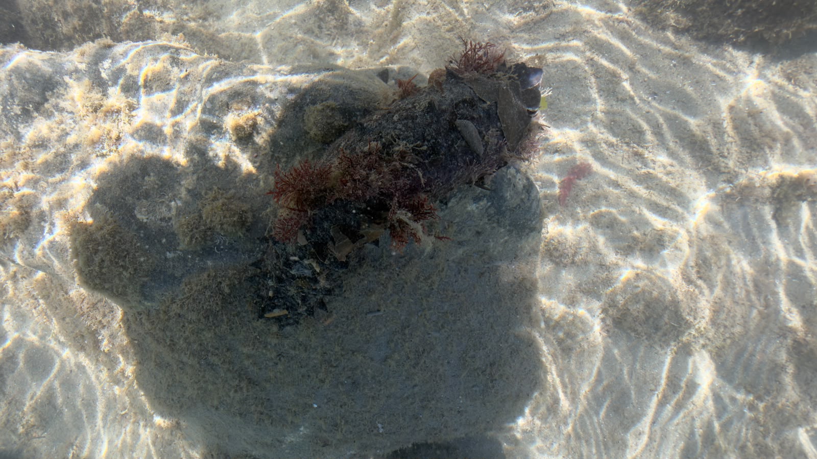 L''oloturia, un''isola vivente